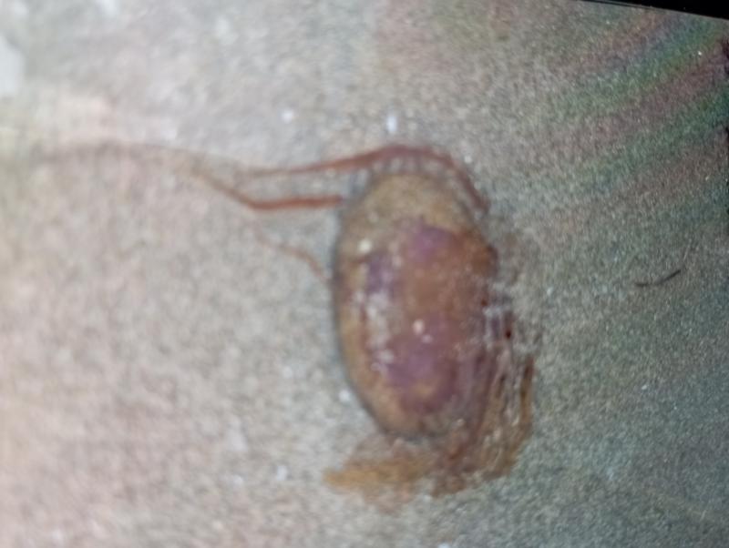Pelagia Noctiluca