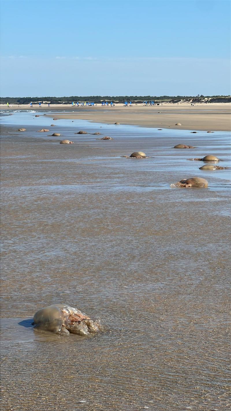 Rhizostoma octopus