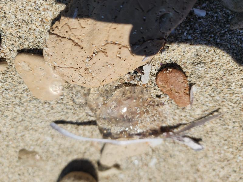 Pelagia Noctiluca