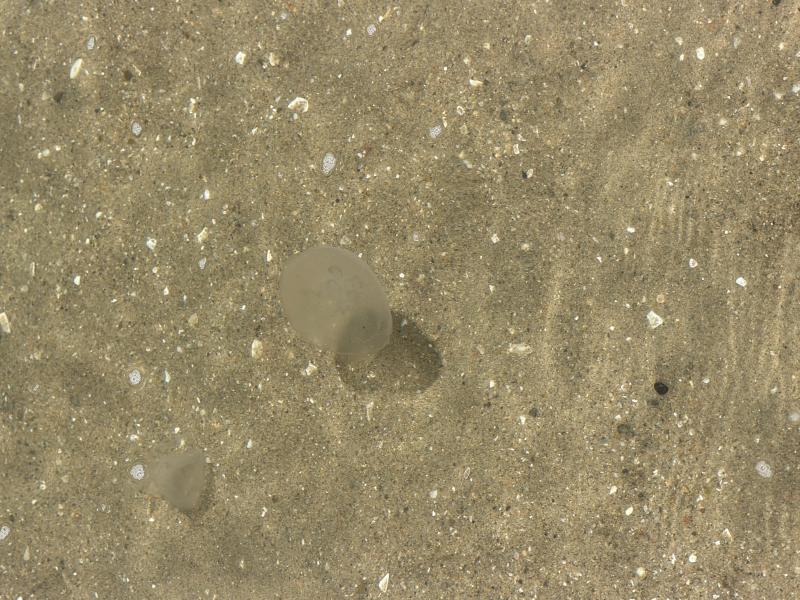 Aurelia Aurita