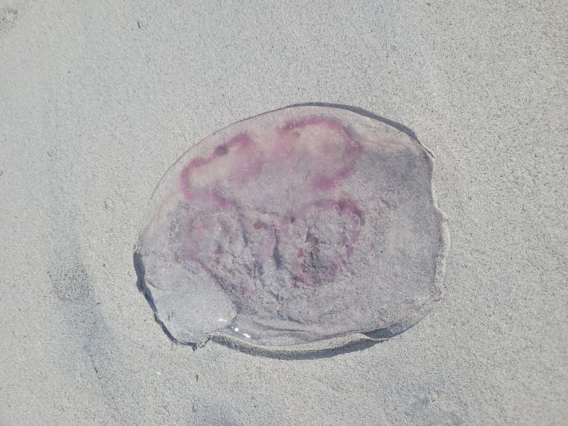 Aurelia Aurita