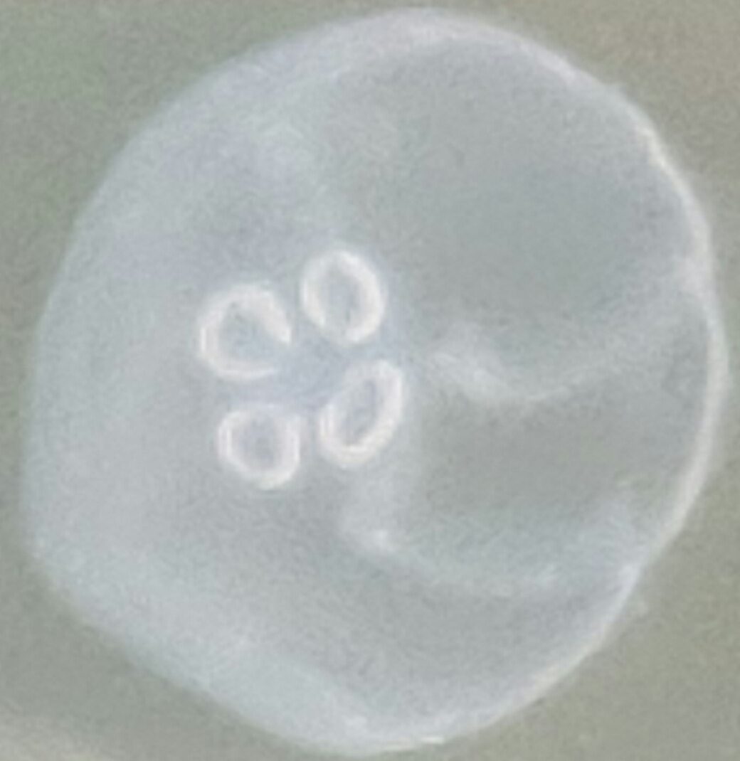 Aurelia Aurita