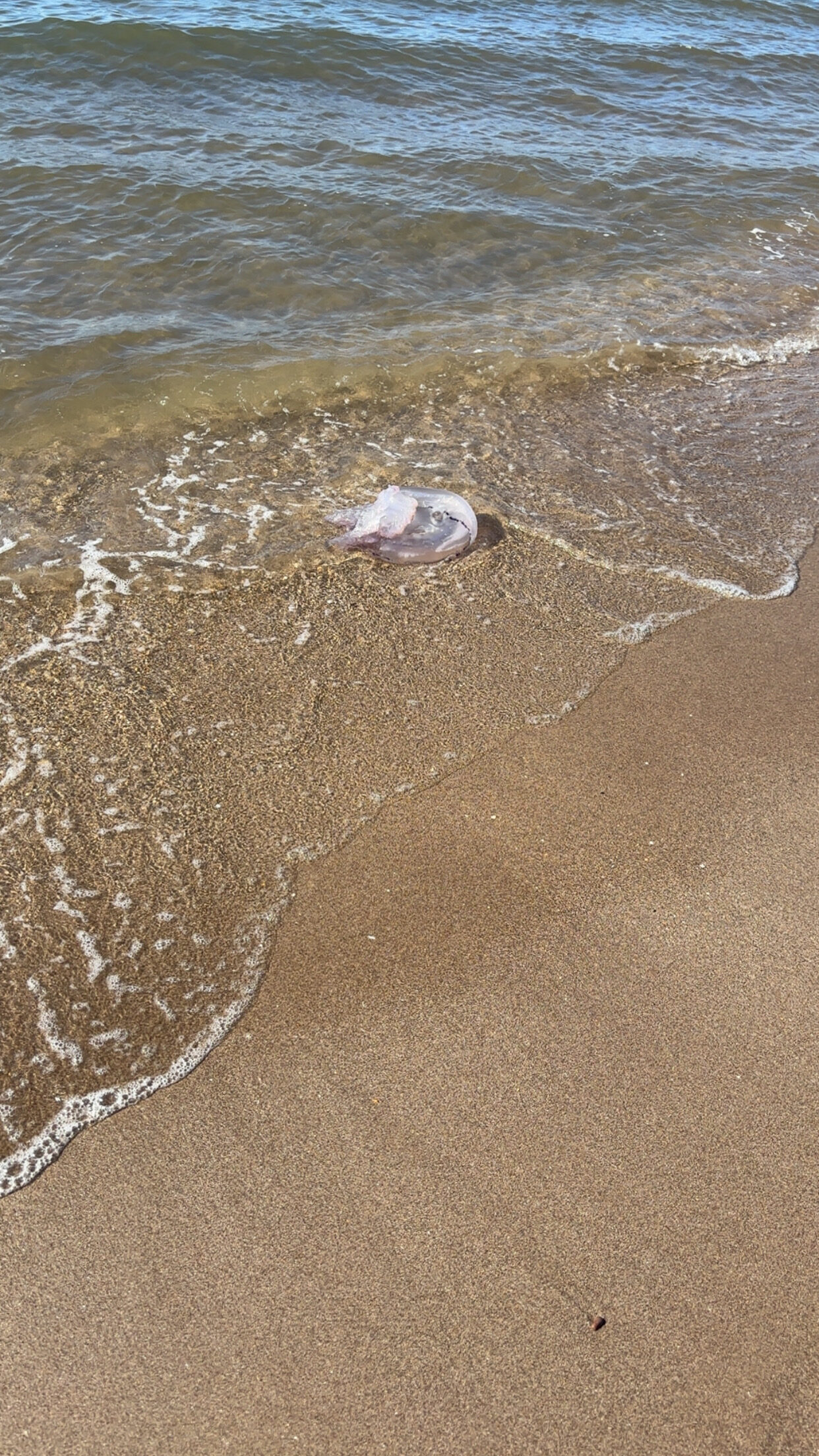 Rhizostoma octopus