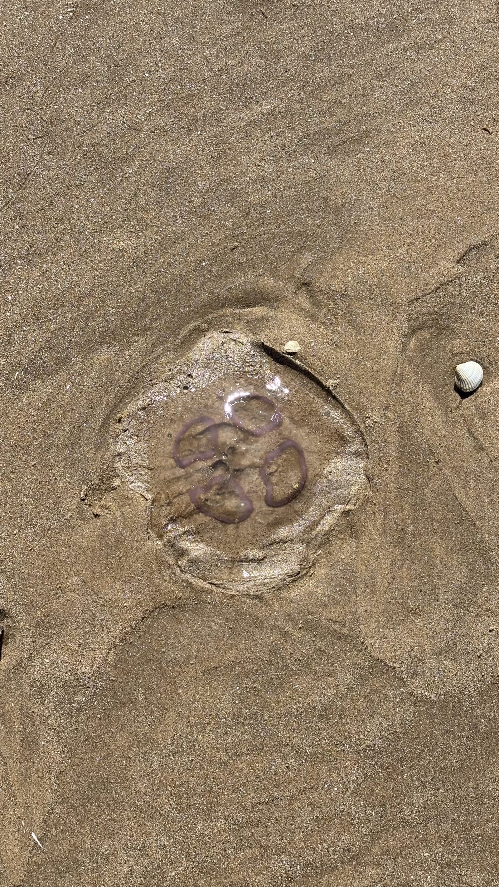 Aurelia Aurita