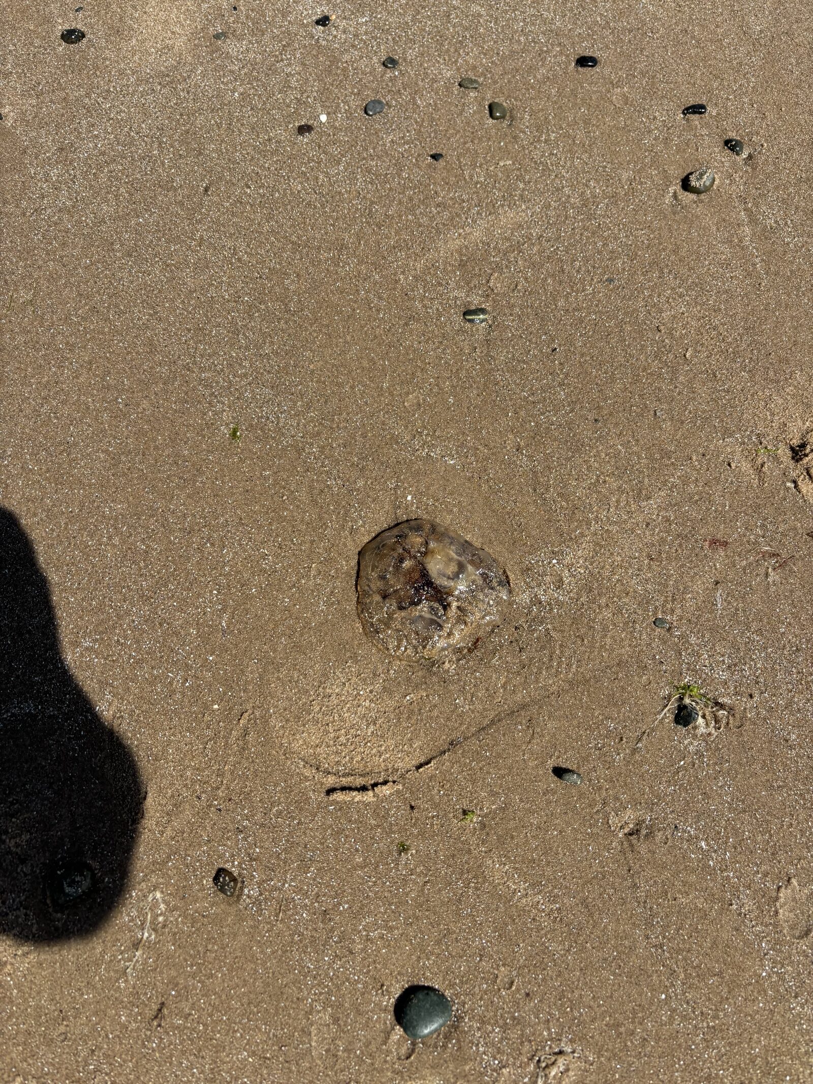 Aurelia Aurita