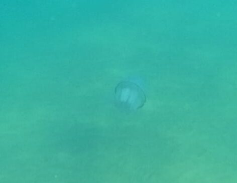 Rhizostoma octopus