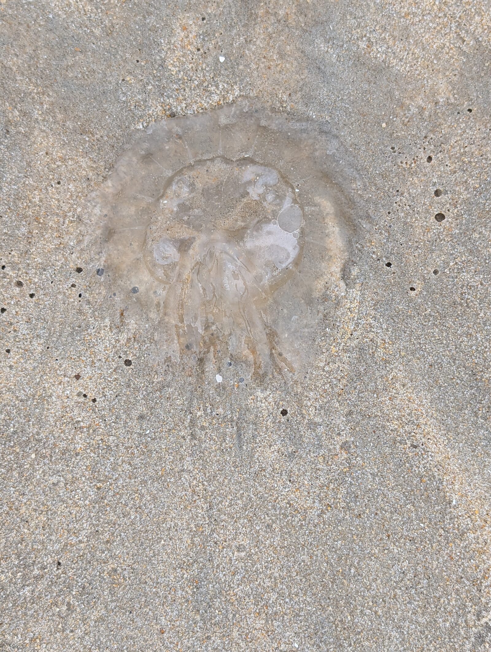 Aurelia Aurita