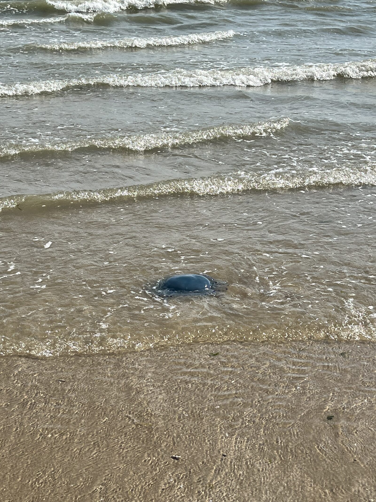 Rhizostoma octopus