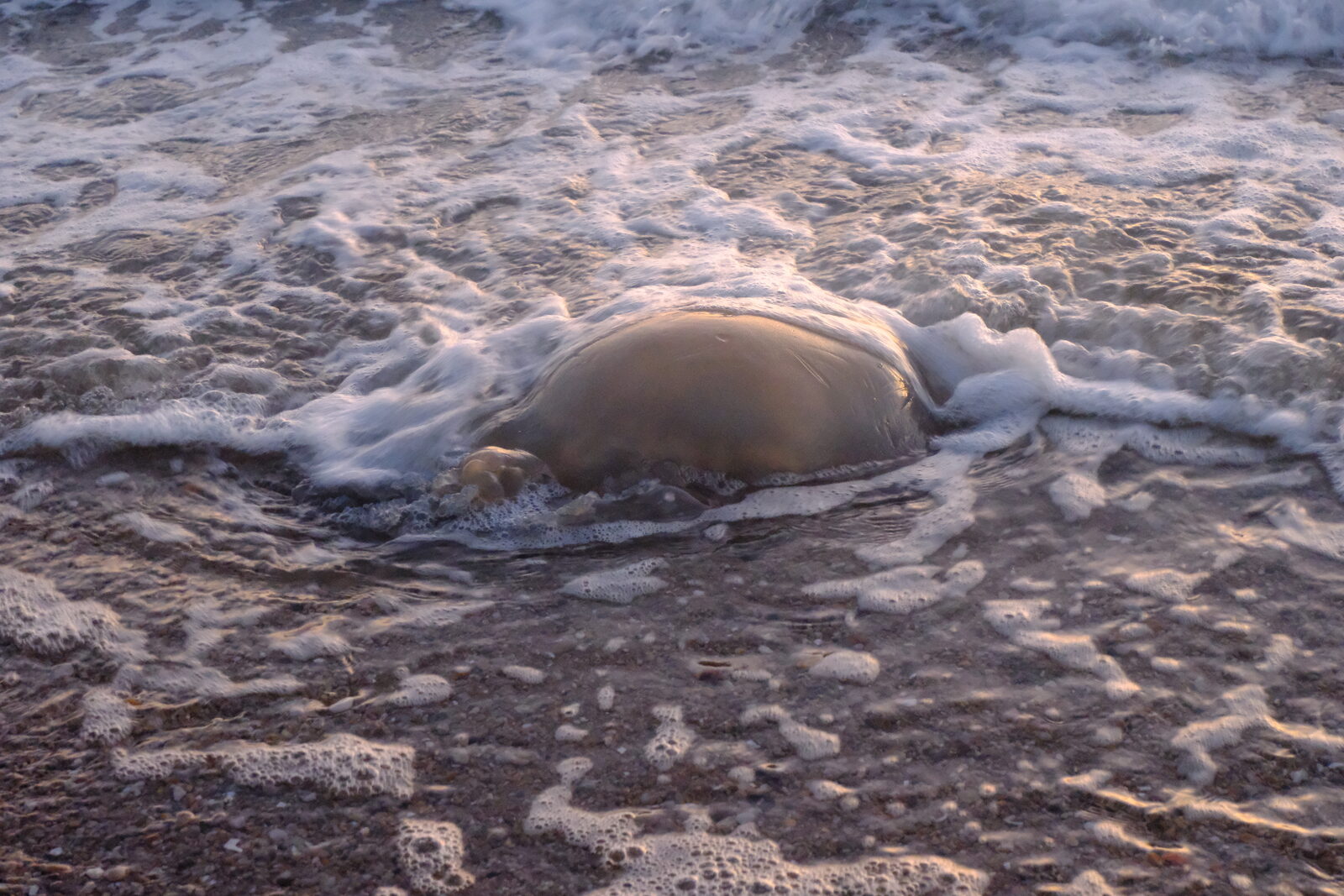 Rhizostoma octopus