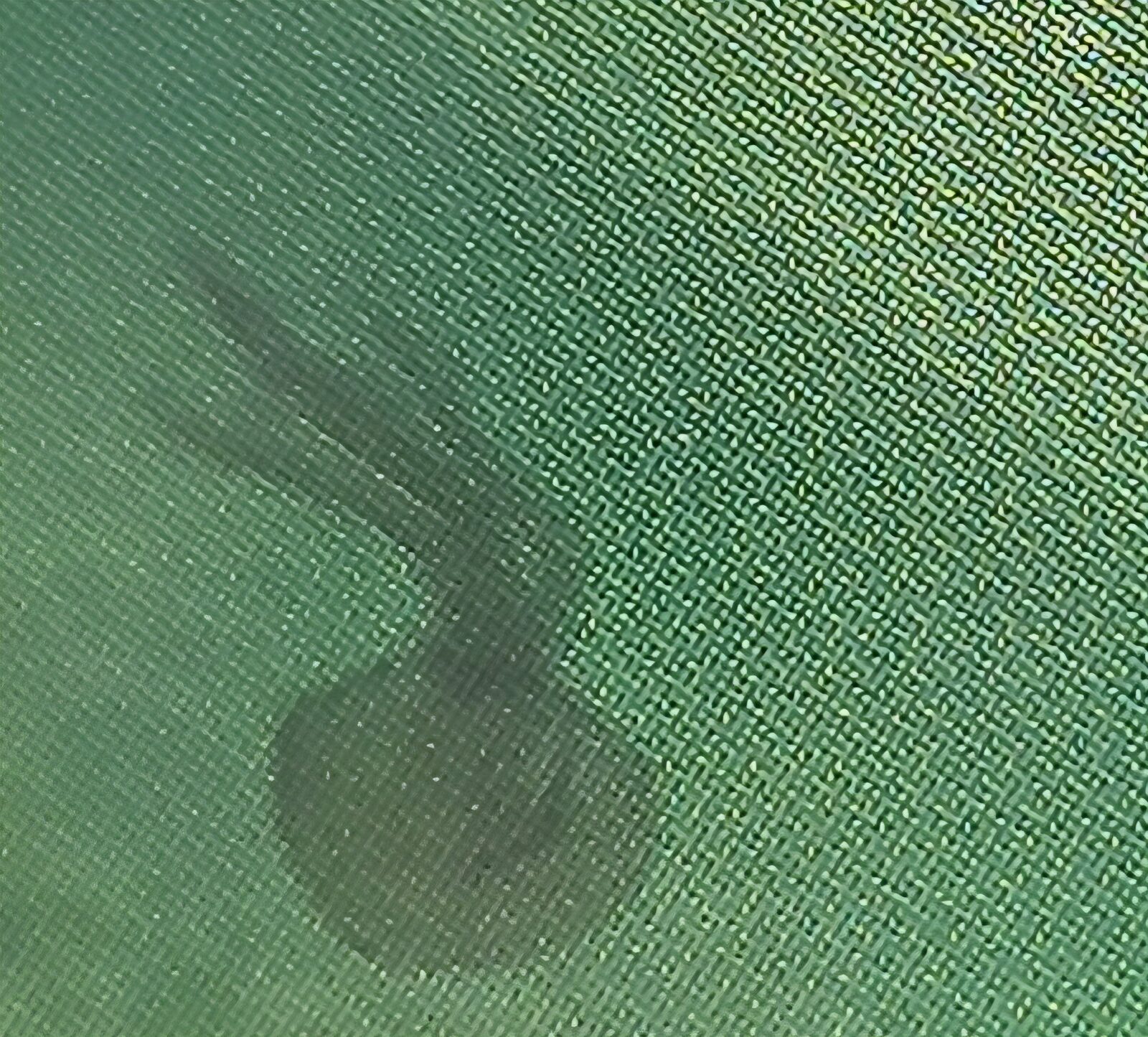 Pelagia Noctiluca