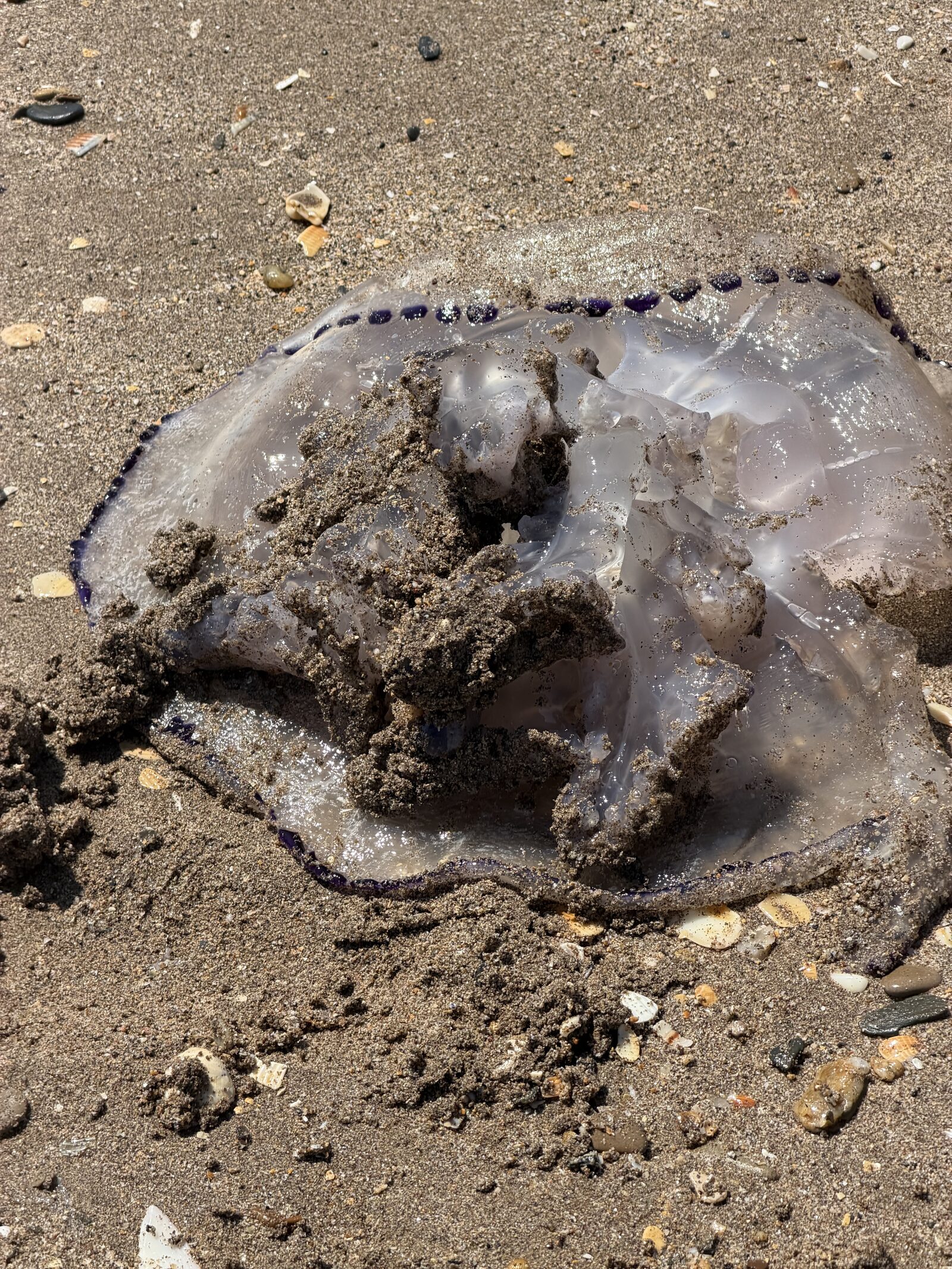 Rhizostoma octopus