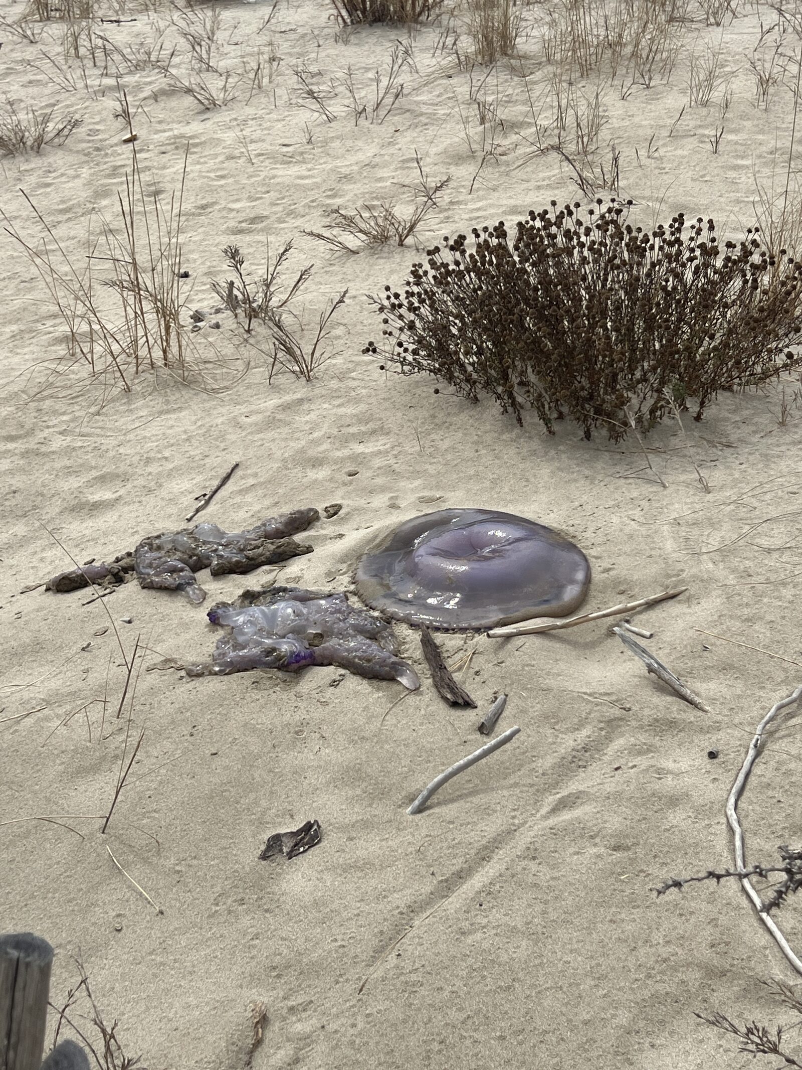 Rhizostoma octopus