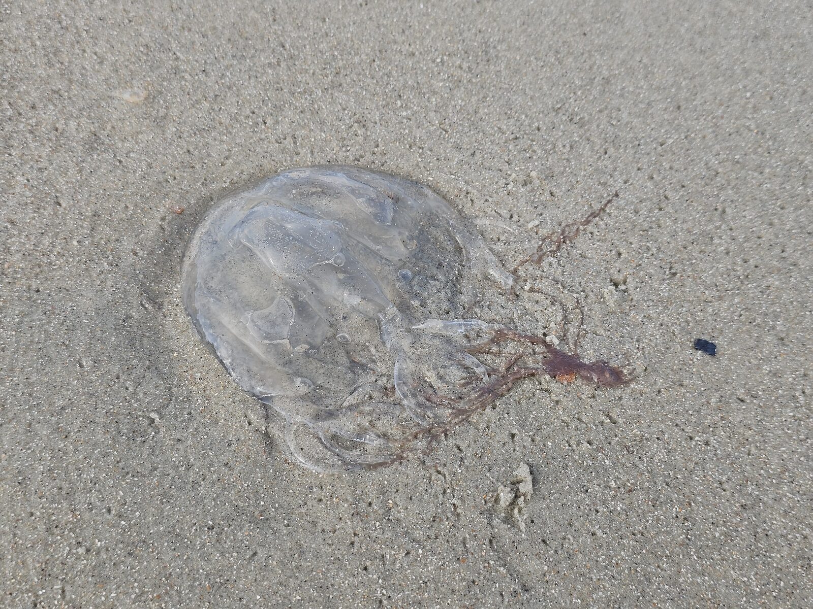Rhizostoma octopus