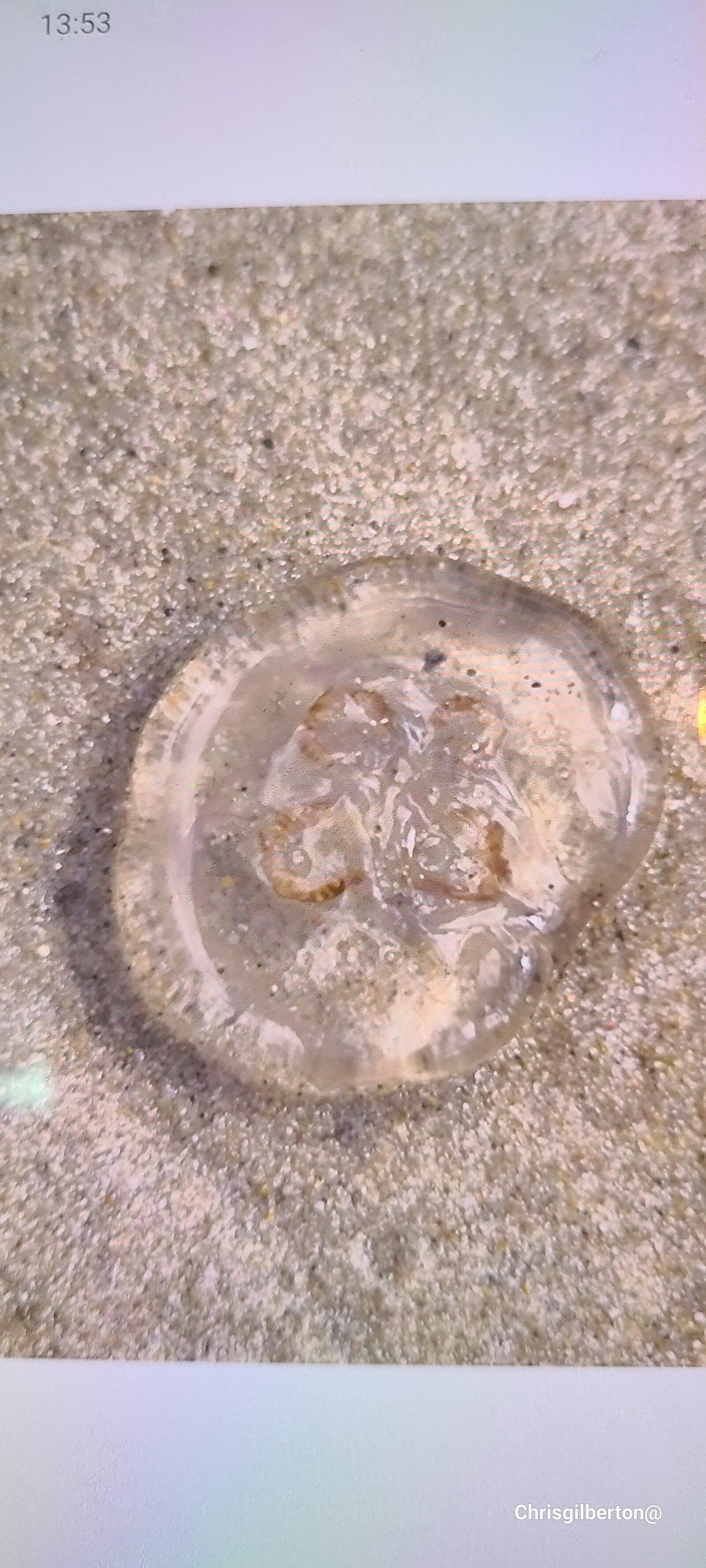 Aurelia Aurita