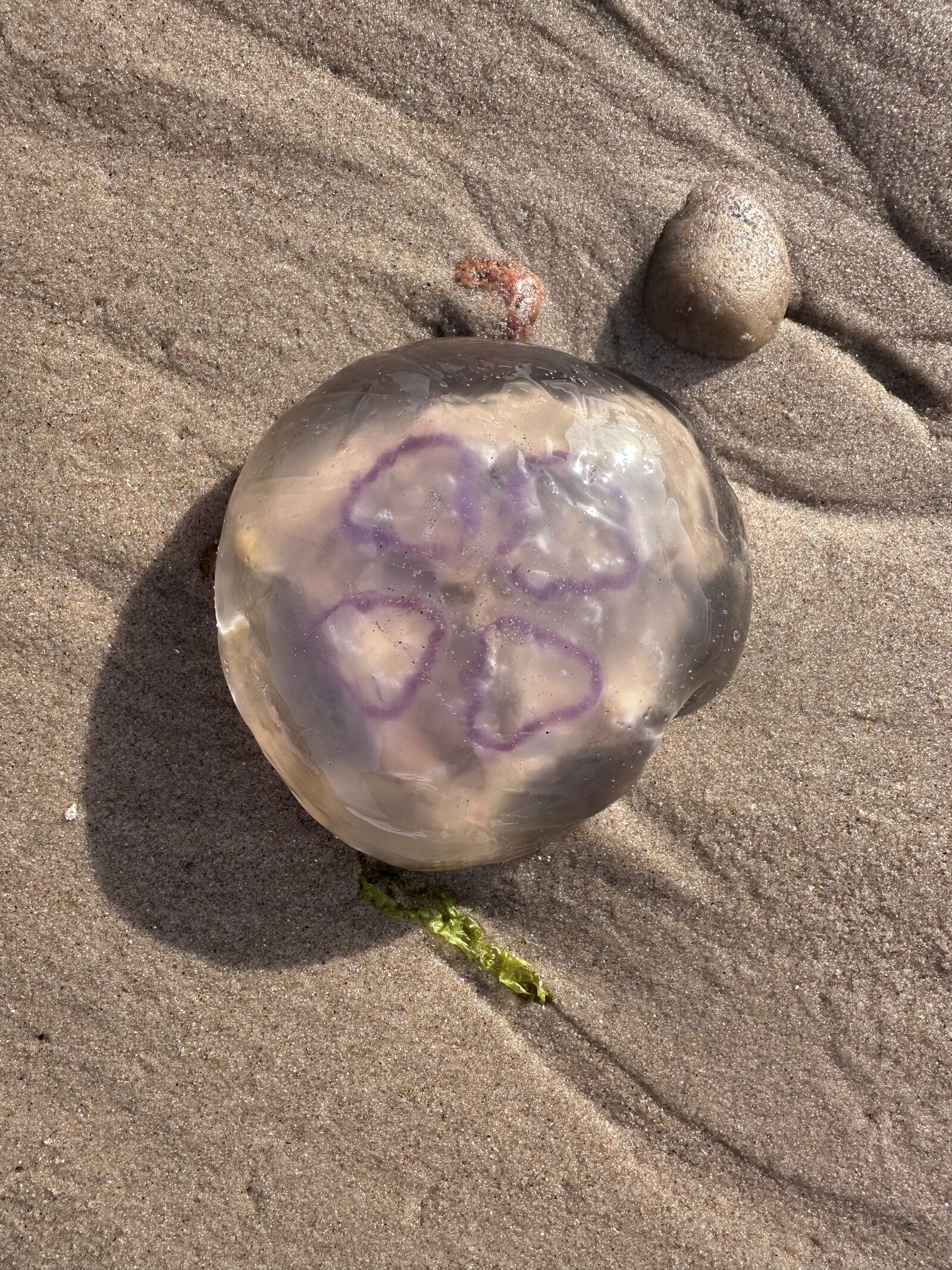 Aurelia Aurita
