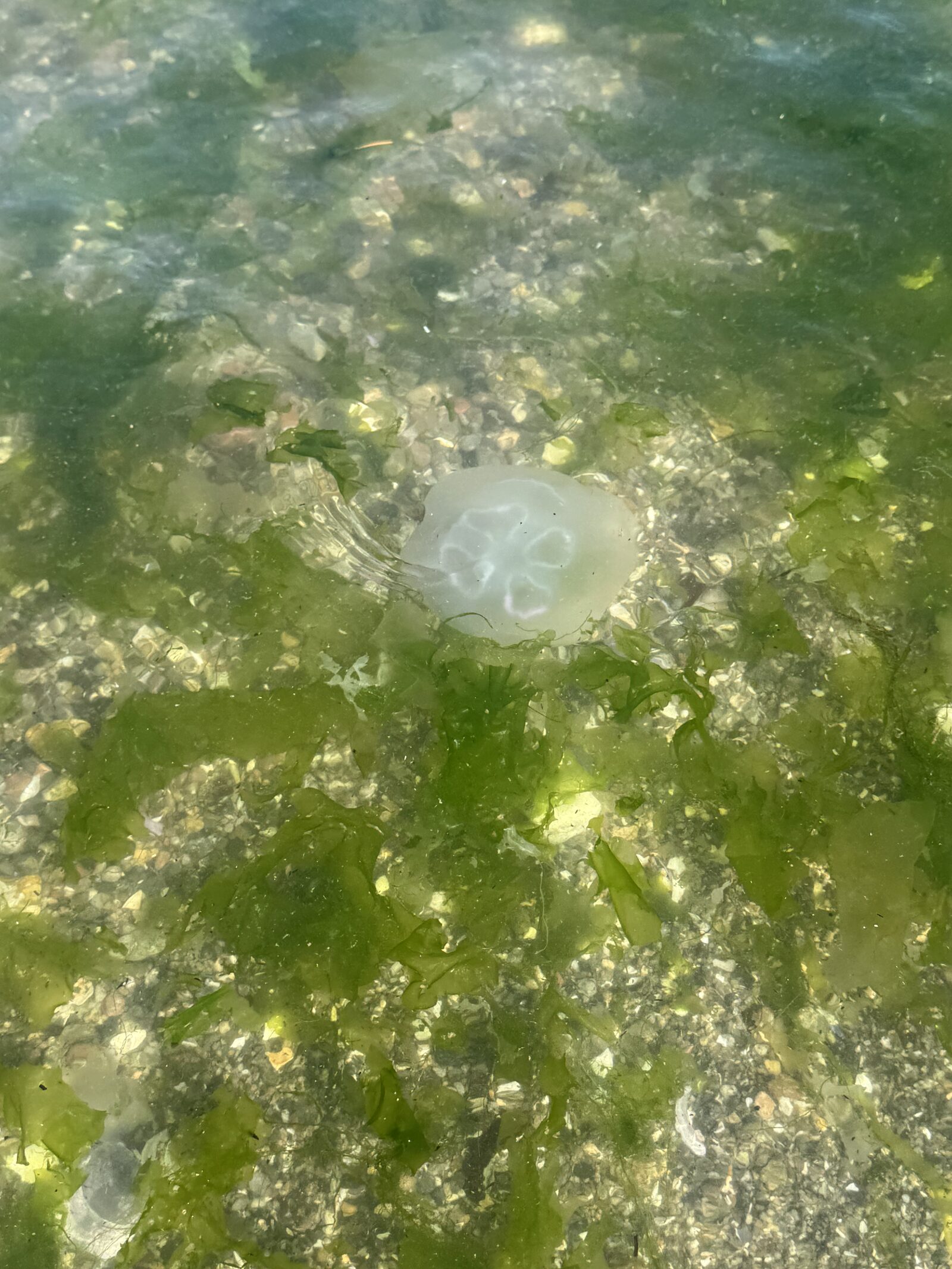 Aurelia Aurita