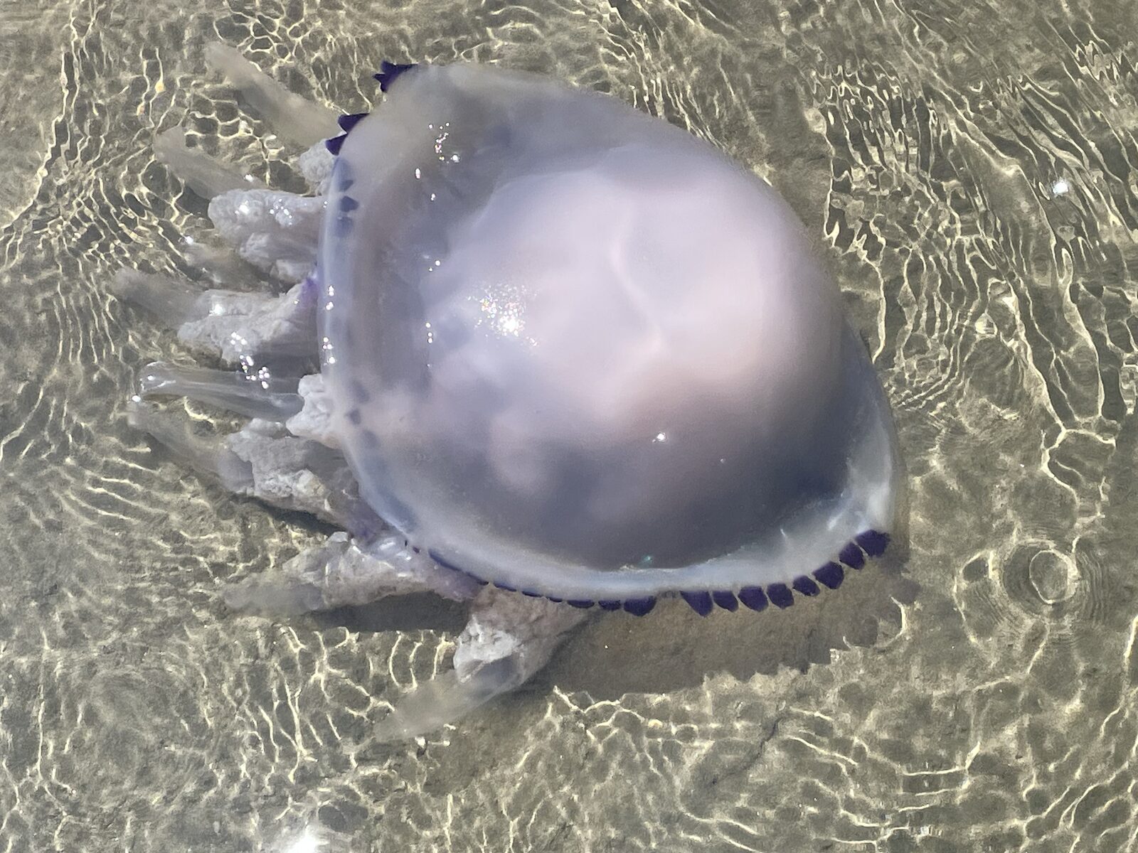 Rhizostoma octopus