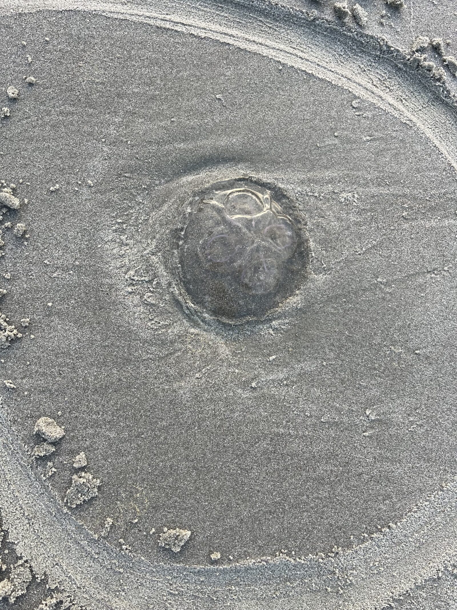 Aurelia Aurita