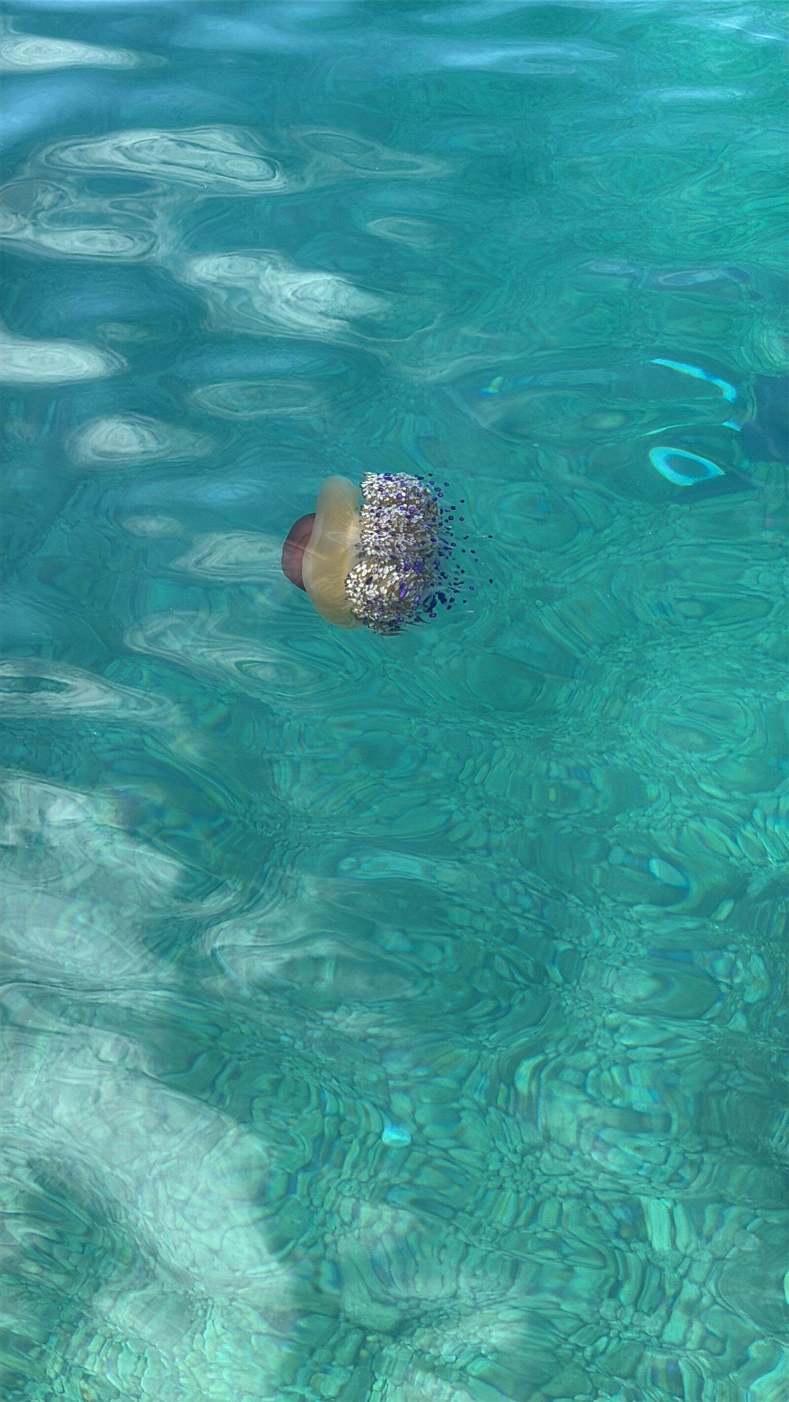 Cotylorhiza tuberculata