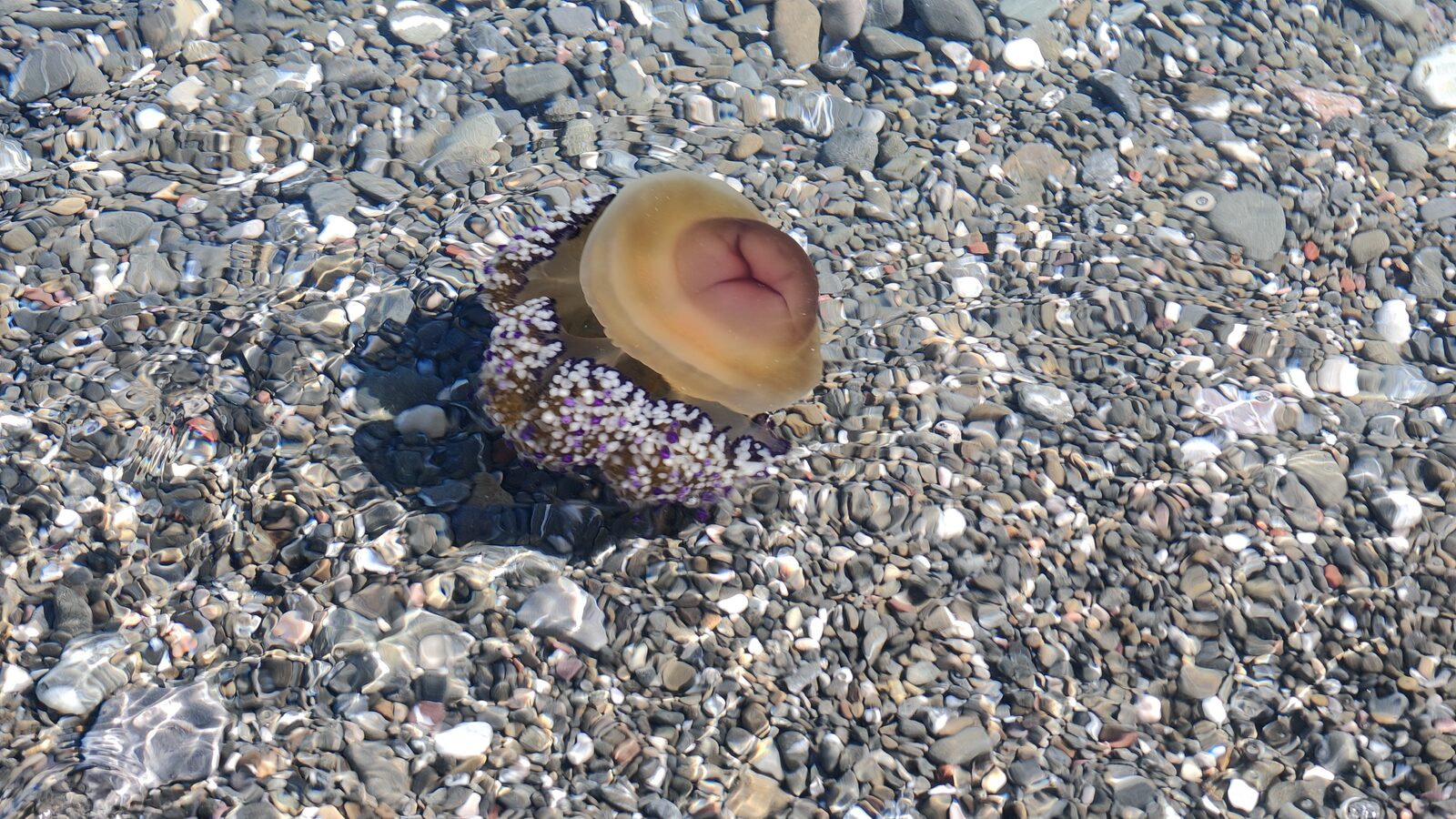 Cotylorhiza tuberculata