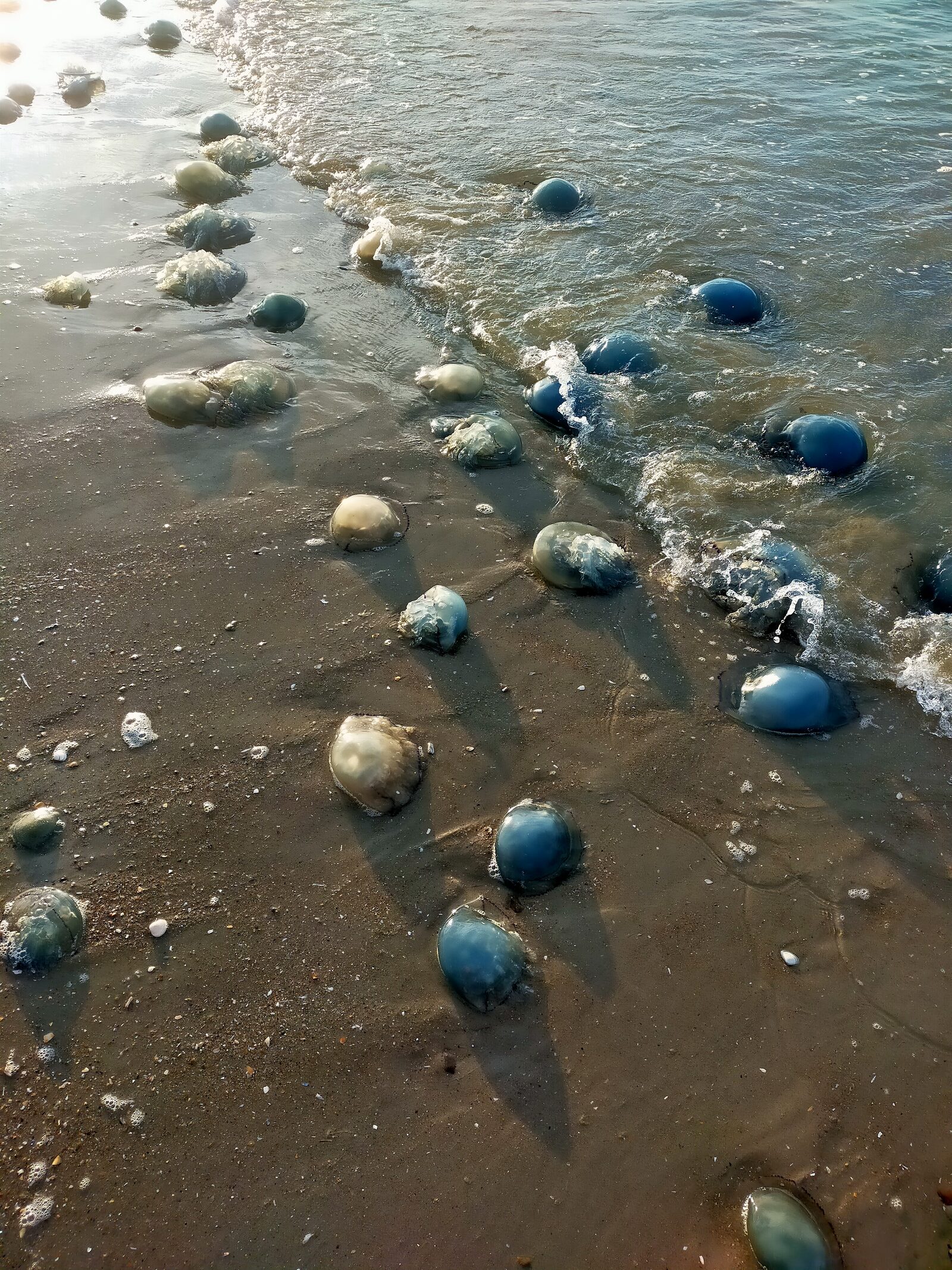 Rhizostoma octopus