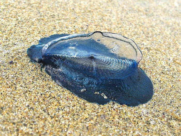 Velella Velella