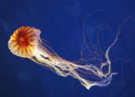 compass jelly water