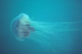 cyanea blue jellyfish