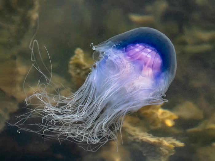 cyanea blue jellyfish water