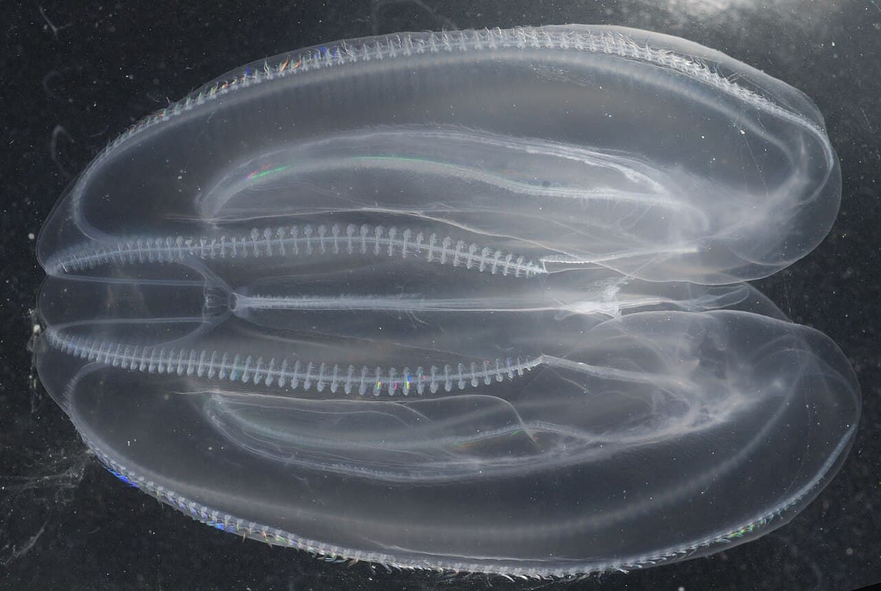 Mnemiopsis leidyi