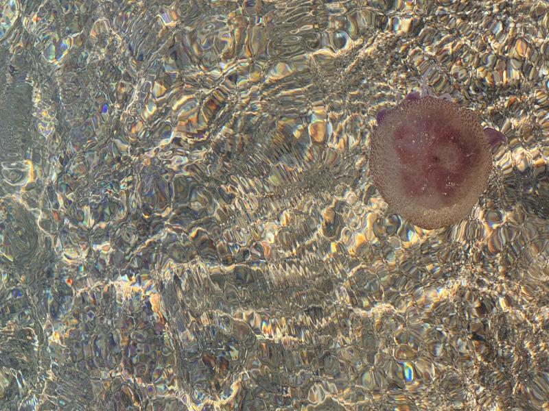 Pelagia Noctiluca