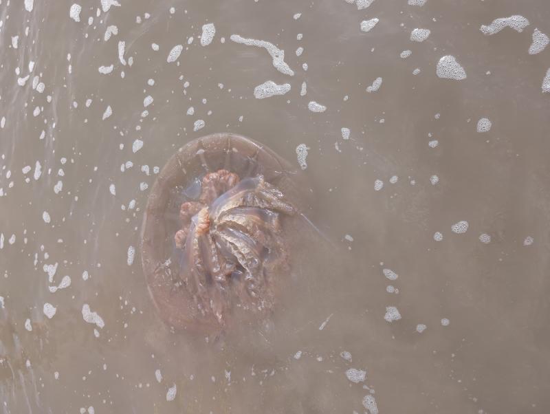 Rhizostoma octopus