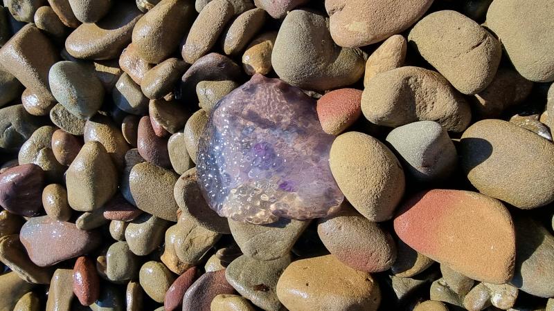 Pelagia Noctiluca