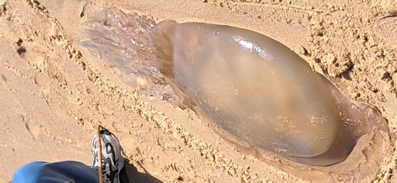 Rhizostoma octopus