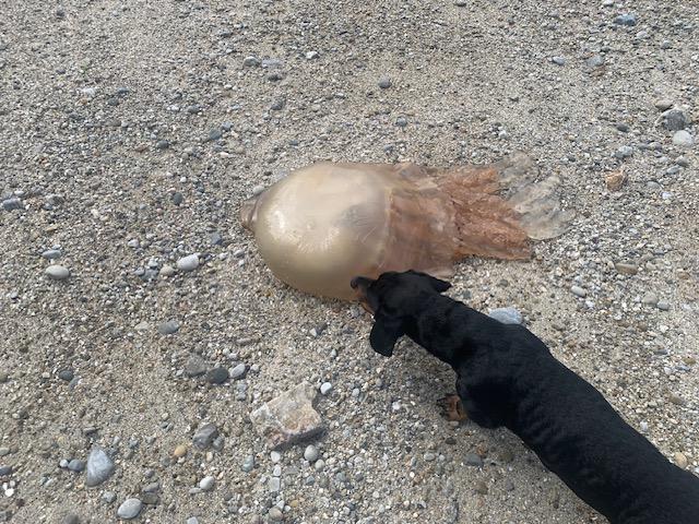 Rhizostoma octopus