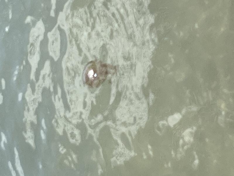 Pelagia Noctiluca