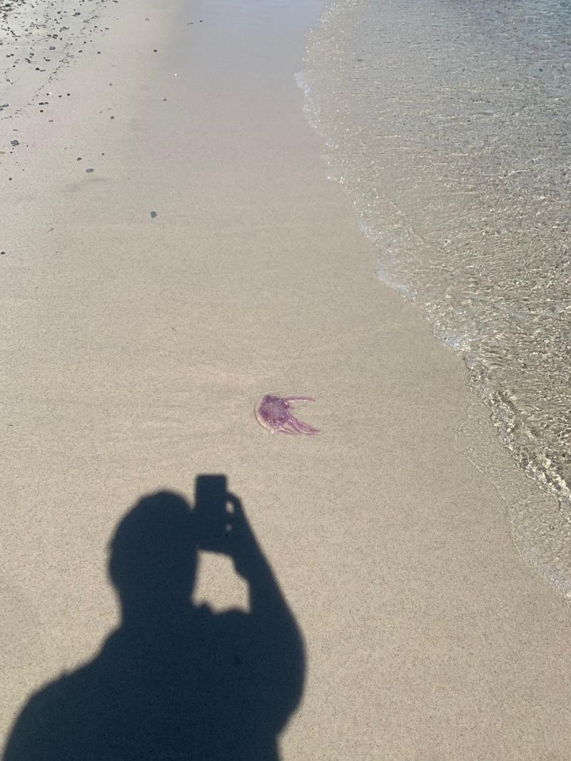 Pelagia Noctiluca