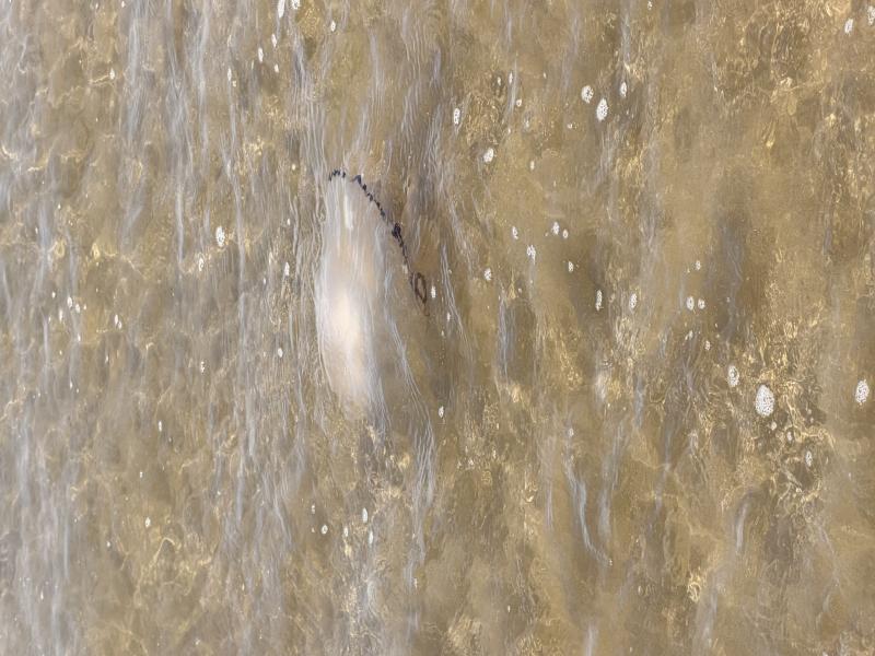 Rhizostoma octopus