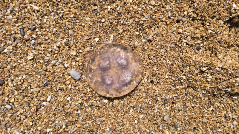 Aurelia Aurita