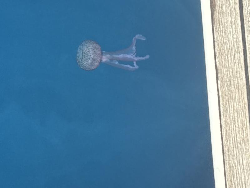 Pelagia Noctiluca