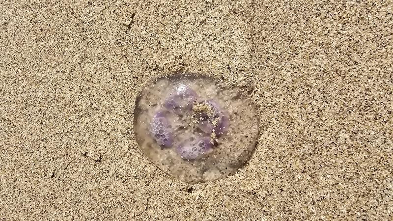 Aurelia Aurita