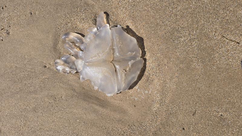 Aurelia Aurita