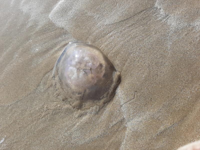 Aurelia Aurita