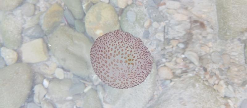Pelagia Noctiluca