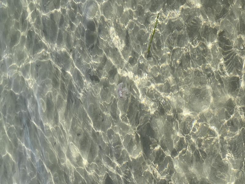 Pelagia Noctiluca