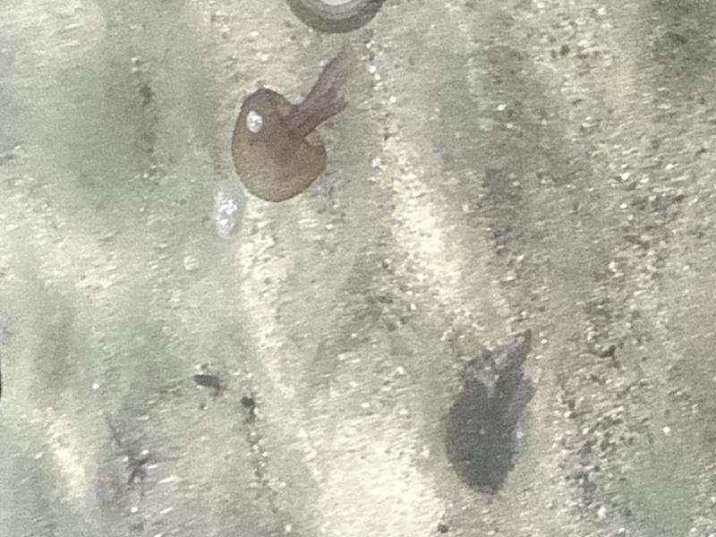 Pelagia Noctiluca