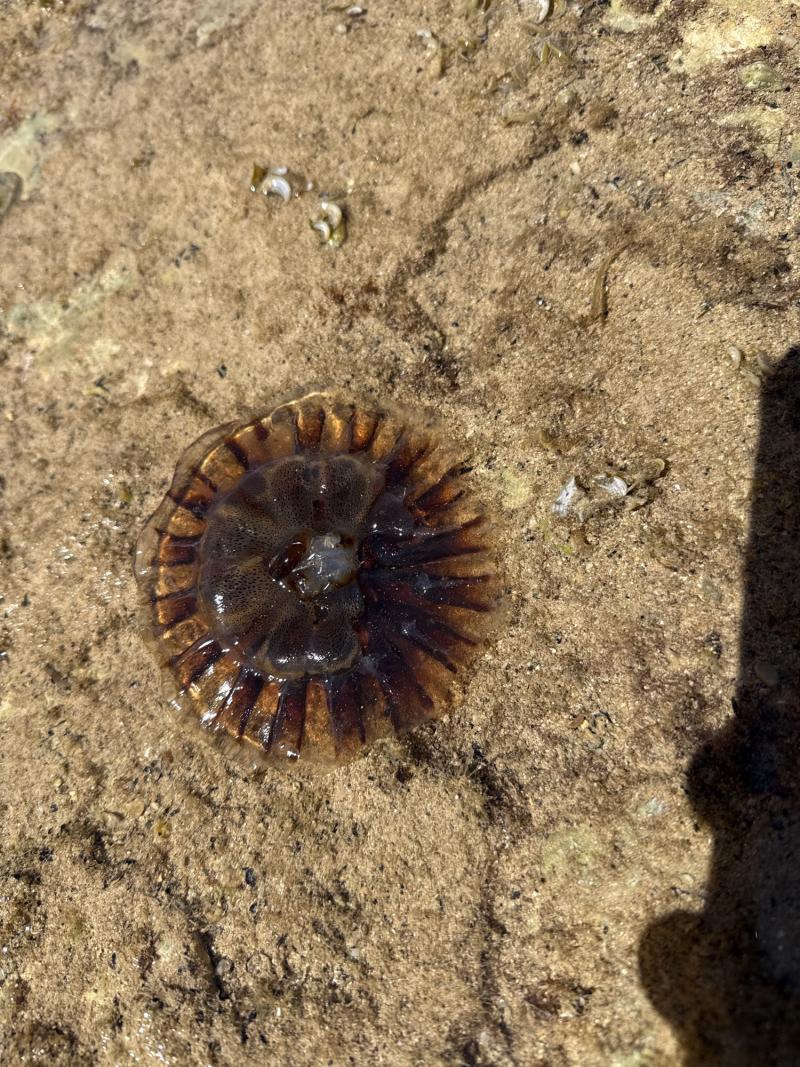 Chrysaora hysoscella
