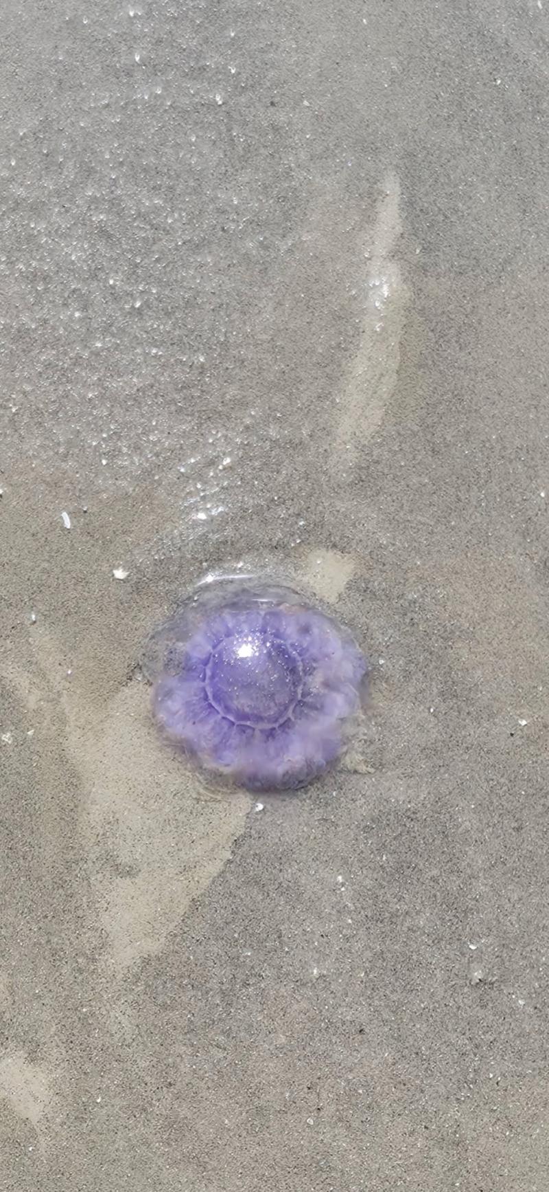 Cyanea lamarckii