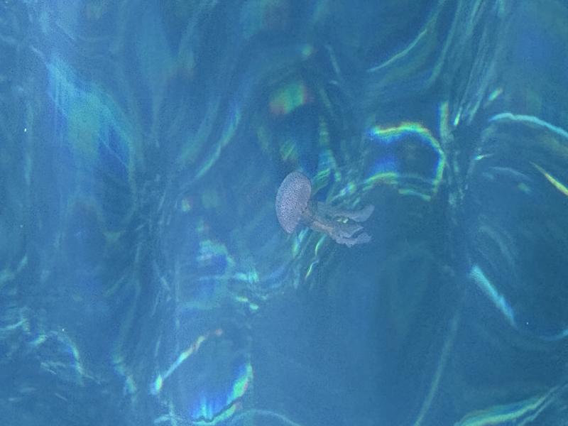 Pelagia Noctiluca