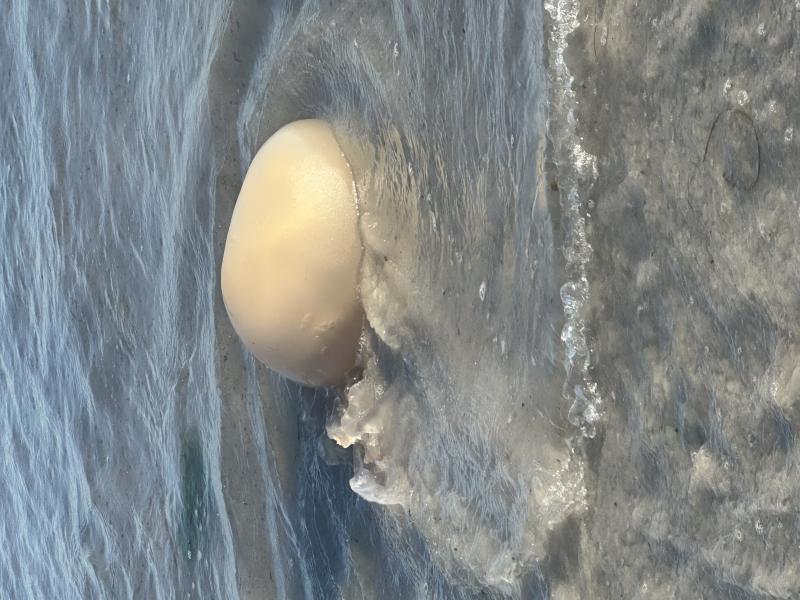 Rhizostoma octopus